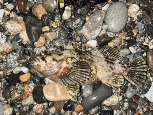 ムラソイの釣果