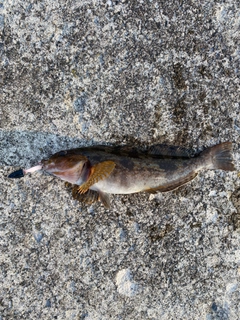 アイナメの釣果
