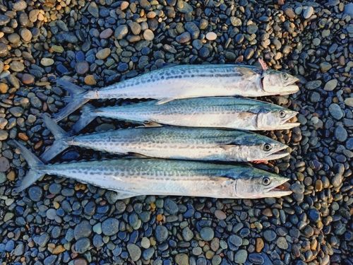 サゴシの釣果