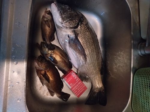 釣果