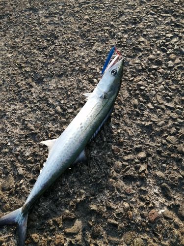 サゴシの釣果