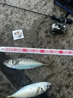 アジの釣果