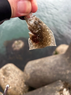 ヒラメの釣果