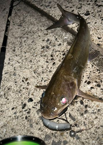 アメリカナマズの釣果