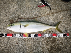 メジロの釣果