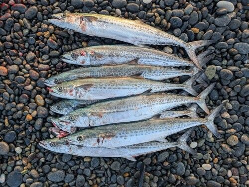 サゴシの釣果