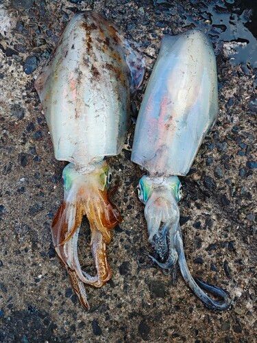 アオリイカの釣果