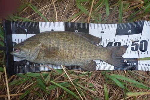 スモールマウスバスの釣果