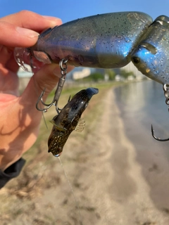 ドンコの釣果