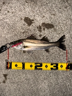 セイゴ(マルスズキ)の釣果