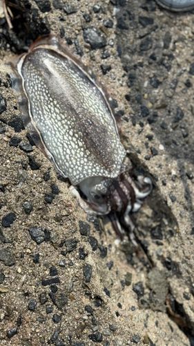 コウイカの釣果