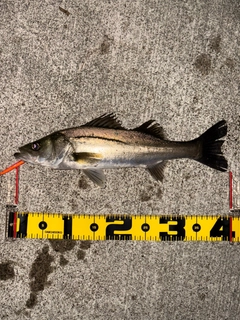 セイゴ(マルスズキ)の釣果