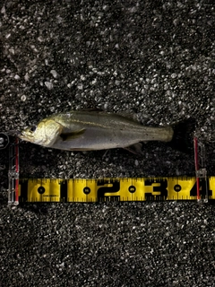 セイゴ(マルスズキ)の釣果