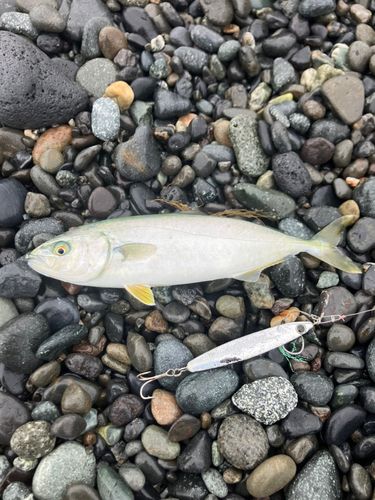 ワカシの釣果