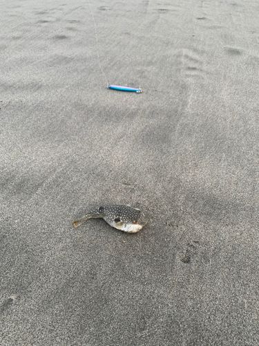 クサフグの釣果