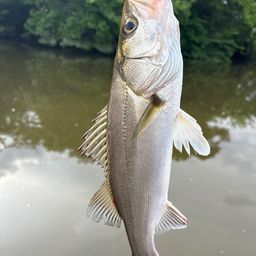 シーバス