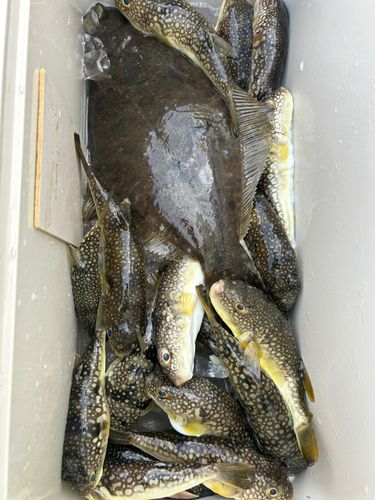 ショウサイフグの釣果
