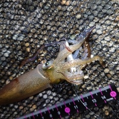 ヒイカの釣果