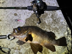 メバルの釣果
