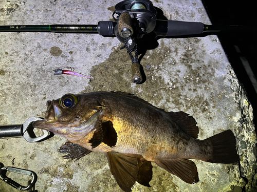 メバルの釣果