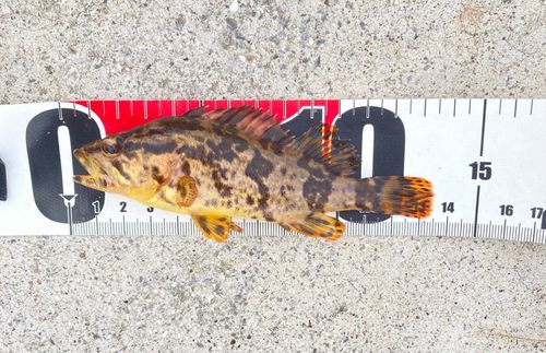 ムラソイの釣果
