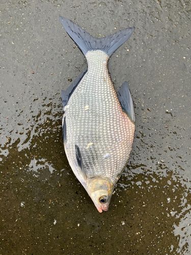 ダントウボウの釣果