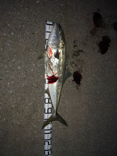 ブリの釣果