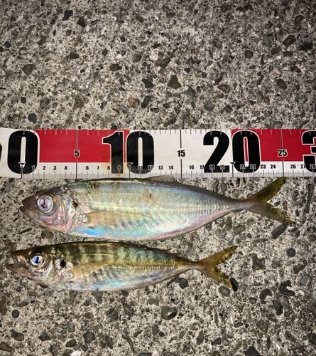 マアジの釣果