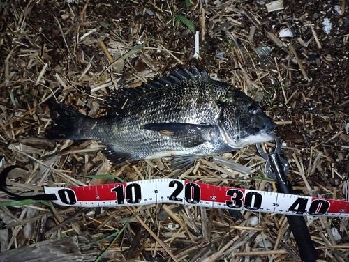 チヌの釣果
