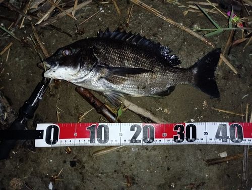 チヌの釣果