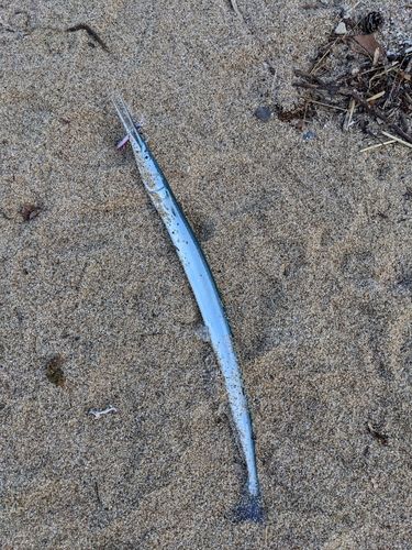 ダツの釣果
