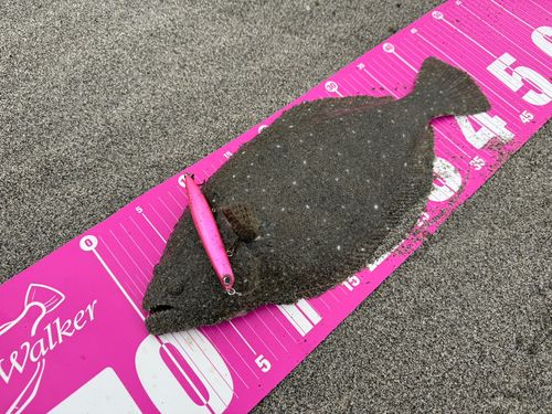 ヒラメの釣果