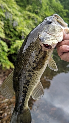 ラージマウスバスの釣果