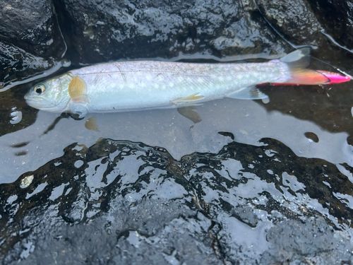 アメマスの釣果