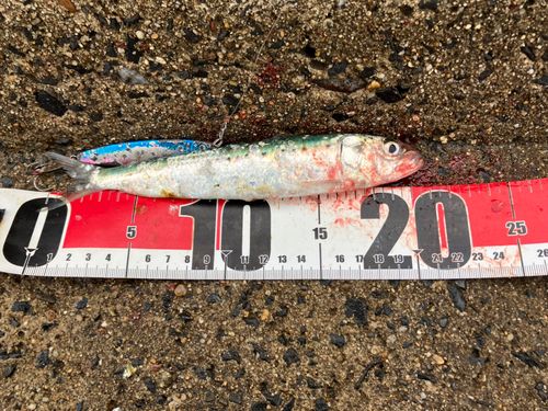 マイワシの釣果
