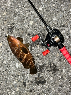 キジハタの釣果