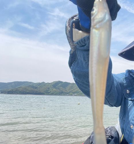 キスの釣果
