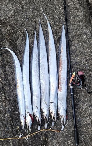 タチウオの釣果