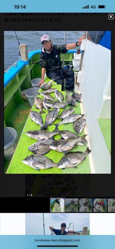 クロダイの釣果