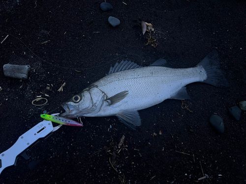 ヒラスズキの釣果
