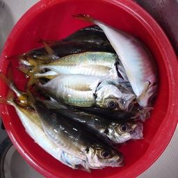 アジ