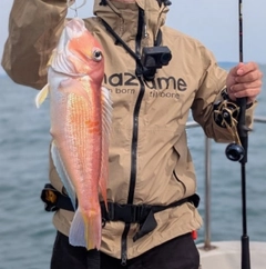 アカアマダイの釣果