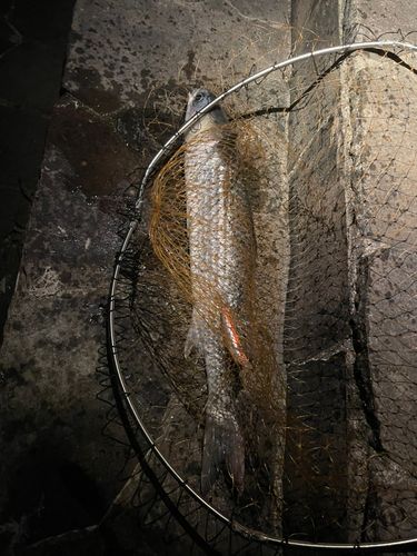 ボラの釣果