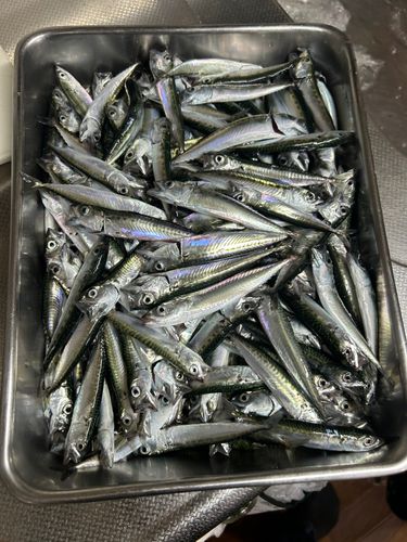 サバの釣果
