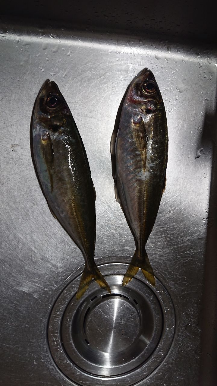 アジ