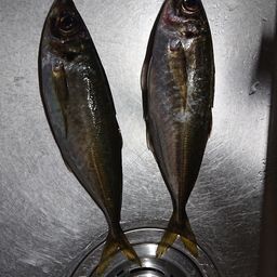 アジ