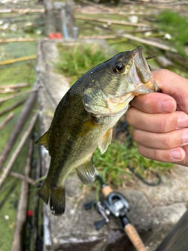 ブラックバスの釣果