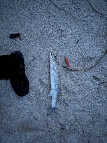 オニカマスの釣果