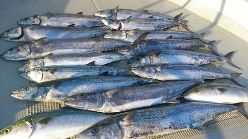 サワラの釣果