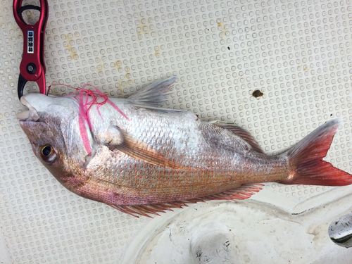 タイの釣果